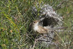 Malurus: White-winged Fairy-wren