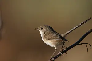 Malurus: White-winged Fairy-wren - Female