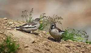 Nivalis: White-winged Snowfinch
