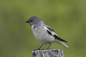 311218: White-winged Snowfinch - adulter bird perched