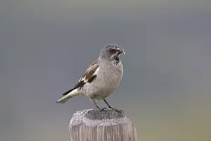 311218: White-winged Snowfinch - adulter bird perched