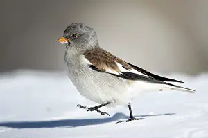 Alpi: White-winged Snowfinch (Montifringilla nivalis)