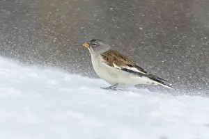 Snowflake: White-winged snowfinch (Montifringilla nivalis)
