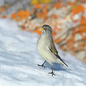 Sparrow: White-winged snowfinch (Montifringilla nivalis)