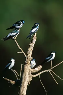 Tachycineta: White-winged SWALLOW - X6, perched in tree