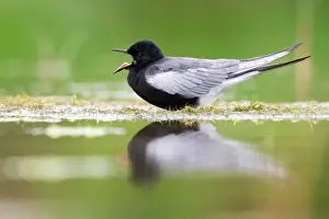 Opened: White-winged Tern (Chlidonias leucopterus), side