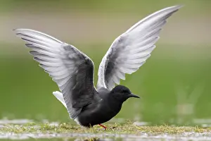 Terns: White-winged Tern (Chlidonias leucopterus), adult