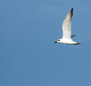 Chlidonias: White-Winged Tern - in flight - non breeding plumage