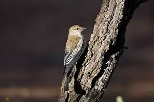 Eclipse: White-winged Triller - Male in eclipse plumage