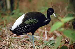 Winged: White-winged TRUMPETER bird - on one leg