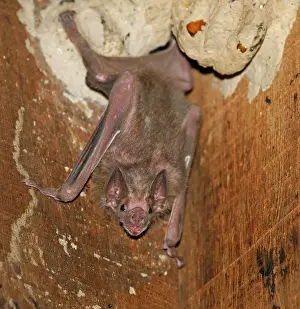 Vampire: White-winged vampire (Diaemus youngi), Pantanal