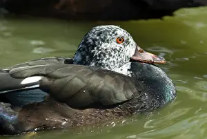 Scutulata: White-winged Wood Duck