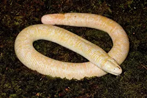 Oklahoma: White Worm Lizard (Amphisbaena alba)
