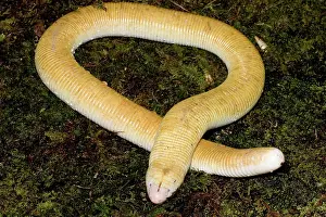 Oklahoma: White Worm Lizard (Amphisbaena alba)