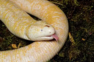 Oklahoma: White Worm Lizard (Amphisbaena alba)