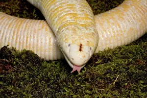Oklahoma: White Worm Lizard (Amphisbaena alba)