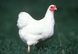 Free: WHITE WYANDOTTE CHICKEN - hen