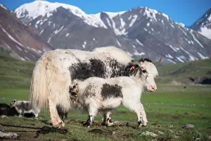 Bayan: White Yak (Bos grunniens), mother suckles young