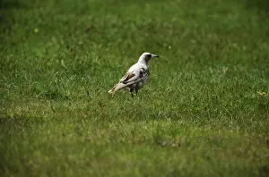 Whitebacked: Whitebacked Magpie