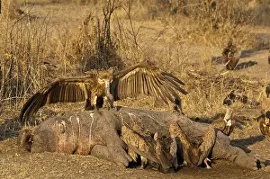 Whitebacked: Whitebacked Vulture - feeding on dead Hippo