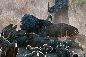 Whitebacked: Whitebacked Vulture - group feeding on dead hippo