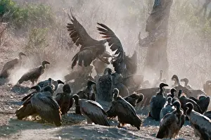 Whitebacked: Whitebacked Vulture - group feeding on dead hippo