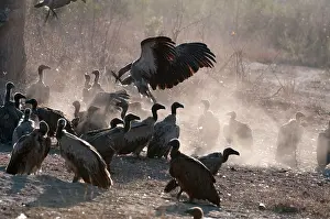Whitebacked: Whitebacked Vulture - group on ground near carcass