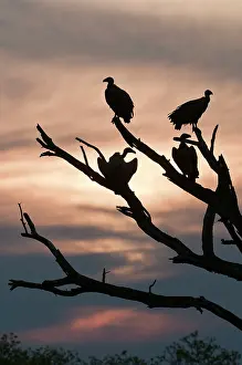 Whitebacked: Whitebacked Vulture - at roost against sunset - silhouette