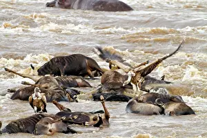 Gnus: Whitebacked Vultures - on dead wildebeest in the RIver Mara