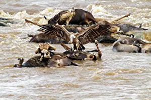 Gnus: Whitebacked Vultures - on dead wildebeest in the River Mara