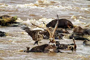 Gnus: Whitebacked Vultures - on dead wildebeest in the River Mara