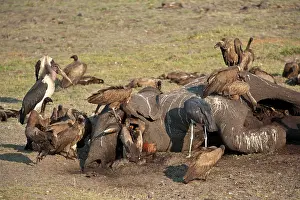 Crumeniferus: Whitebacked Vultures and Marabou Stork (Leptoptilos