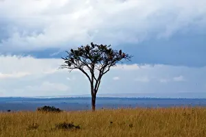 Whitebacked: Whitebacked Vultures - on a nesting tree