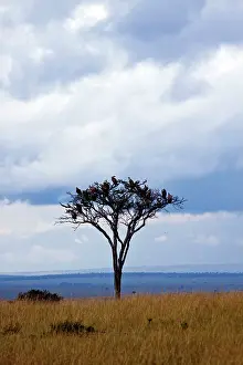 Whitebacked: Whitebacked Vultures - on a nesting tree