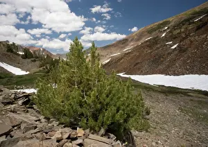 Firs: Whitebark Pines, dwarfed at high altitude (c. 12, 000 ft)