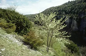 Sorbus: Whitebeam