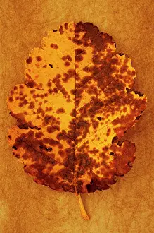 Ageing: Whitebeam, Sorbus x intermedia. Studio shot of mottled