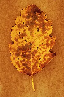 Ageing: Whitebeam, Sorbus x intermedia. Studio shot of yellow