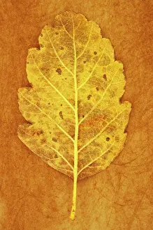 Ageing: Whitebeam, Sorbus x intermedia. Studio shot of yellow