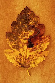 Ageing: Whitebeam, Sorbus x intermedia. Studio shot of yellow