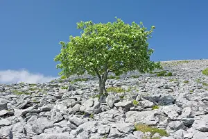 Sorbus: Whitebeam Tree - in flower, on limestone pavement