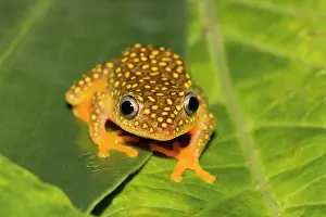 Patterned: Whitebelly reed frog (Heterixalus Alboguttatus)