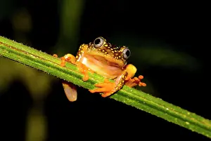 Landmarks: Whitebelly reed frog (Heterixalus Alboguttatus)