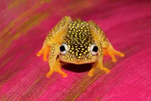 Patterned: Whitebelly reed frog (Heterixalus Alboguttatus)