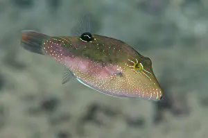 Pufferfish: Whitebelly Toby - Dili Rock East dive site, Dili