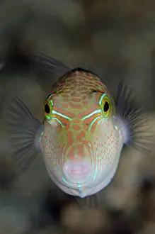 Whitebelly: Whitebelly Toby head-on view Bianca dive site, Lembeh
