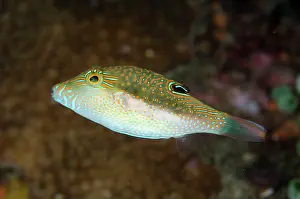 Whitebelly: Whitebelly Toby at Serena Besar dive site, Lembeh