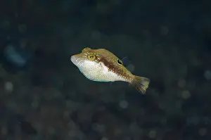 Puffer: Whitebelly Toby - Uyah Hotel dive site, Amed, Karangasem