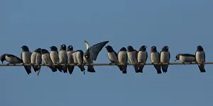 Cree: Whitebreasted Woodswallows Perched on a line Pine Cree