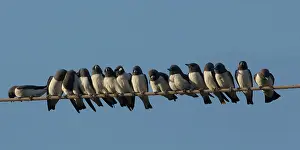 Cree: Whitebreasted Woodswallows Perched on a line Pine Cree
